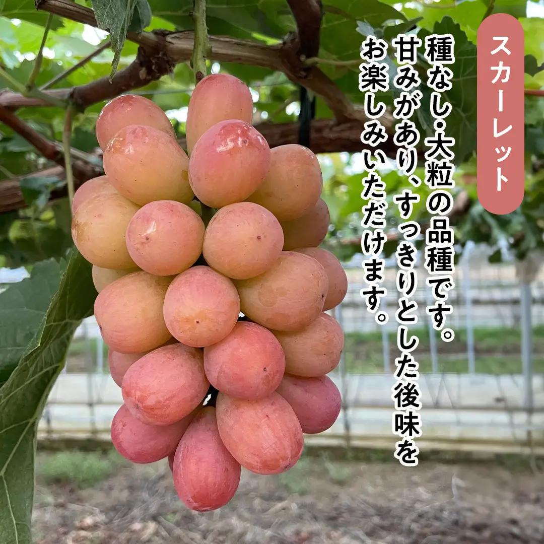 9月上旬以降発送 八千代町産 シャインマスカット スカーレット 2品種食べ比べ 約1kg