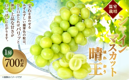 [HS]温室 シャインマスカット 晴王 1房 約700g【2026年7月上旬～8月下旬発送予定】マスカット 葡萄 ぶどう ブドウ フルーツ 果物 くだもの デザート 冷蔵 岡山県 倉敷市