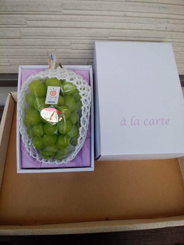 M72-0002_【ふるさと納税】【さぬき讃フルーツ認定】 締め切り間近 加温ハウス シャインマスカット１房  シャインマスカット 大粒 贈答用 ギフト お取り寄せ 国産 旬 新鮮 産地直送 高級 ぶ