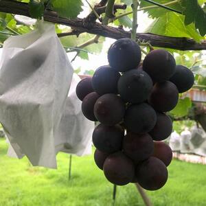 【2024年先行予約・数量限定】朝採り 巨峰「種あり」 訳あり品 約2kg<2024年8月中旬~発送> //巨峰 朝採り巨峰 ぶどう ぶどう先行予約 大府産ぶどう