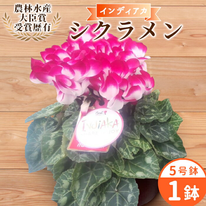 【ふるさと納税】〈予約品〉受賞歴あり シクラメン 5号鉢 インディアカ 農林水産大臣賞受賞歴あり 花 ピンク 白 赤 プレゼント 贈り物 鉢花 鉢 ガーデン ガーデニング 愛知県産 クリスマス レッド パープル ピンク ワインレッド -224