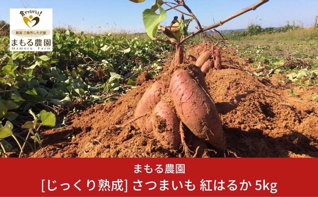 
先行予約 さつまいも 紅はるか 5kg 収穫後熟成 [2025年2月上旬～順次発送予定] 三条市下田産ブランド「越紅(こしのくれない)」 [まもる農園] 【010S205】
