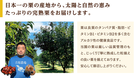 【 吉原農場 の 完熟栗 】 熟成 生栗 1kg 3Lサイズ ・ 生むき栗 3袋 セット 完熟 栗 くり クリ 栗ごはん 贈答 ギフト 果物 フルーツ 数量限定 旬 秋 冬 正月 おせち [CX012