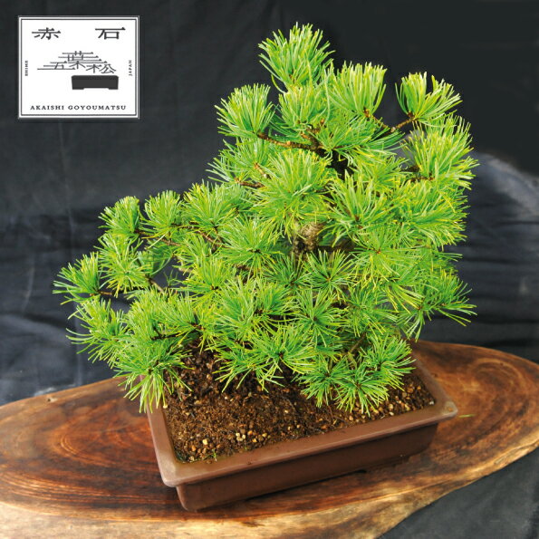 【ふるさと納税】 赤石の泉 赤石五葉松（鉢植え） D-11【現品限り】【配送地限定】