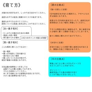 多肉植物 インテリア アガベ チタノタ銘品3種 セット 3.5号鉢 ブラック＆ブルー シーザー パンダ 四国ガーデン 人気 観葉植物 グリーン リラックス 伊予市｜D51