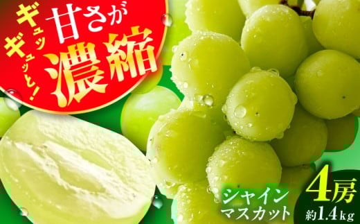 【★先行予約★　2026年8月下旬以降発送】シャインマスカット 約1.4kg 産地直送 ますかっと シャインマスカット しゃいんますかっと 果物 種なし 皮ごと 広川町 / JAふくおか八女農産物直売所どろや [AFAB007]