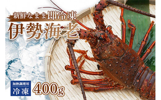 伊勢海老 400g ( 冷凍 ) 訳あり 加熱用 エビ えび 家庭用 規格外 訳あり 訳アリ 産地直送 伊勢エビ 伊勢 海老 エビ イセエビ えび いせえび 焼き物 味噌汁 鍋 塩ゆで ボイル エビフライ アレンジ可 新鮮 海鮮 ギフト 贈答 浅野水産 贅沢 高級 刺し身 海鮮 ギフト 歳暮 お歳暮 縁起物 年末 年始 国産 高知 中土佐町 土佐