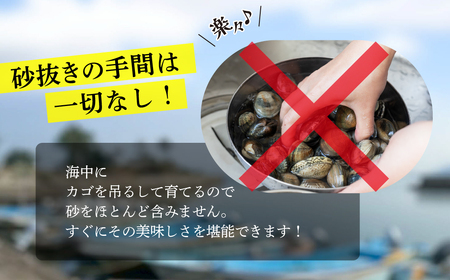 【先行予約】どでかい！垂下あさり 1kg サイズ 特大 あさり ブランドあさり 浅利 ダシ 出汁 味噌汁 国産 アサリ 愛知県 田原市 新鮮 砂抜き 海鮮 魚介類 魚介 貝 人気 パスタ などに