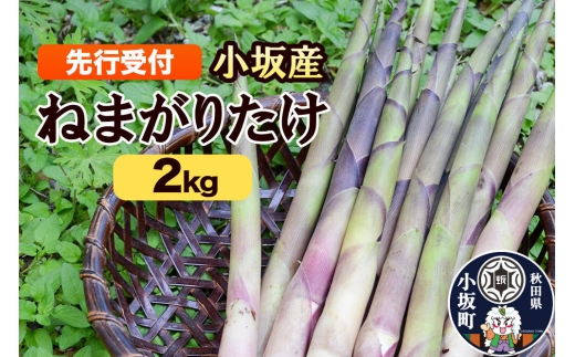 《先行受付》ねまがりだけ 2kg [根曲り竹 根曲がり竹 ねまがりだけ チシマザサ 春の味覚 山の幸 お味噌汁 炊き込みご飯 天ぷら 煮物]