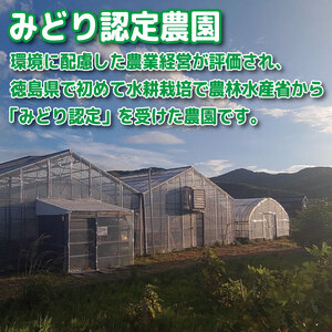 【2027年5月発送】 ミニトマト 千紫万紅 国産 1kg ミニトマト