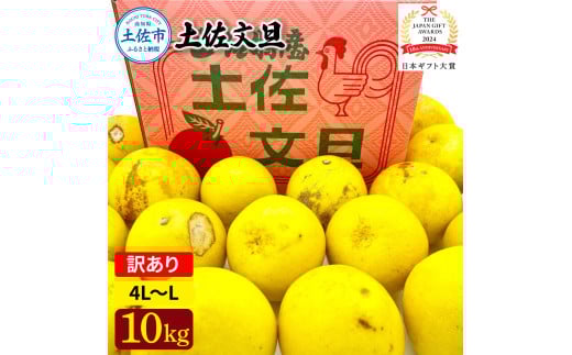 日本ギフト大賞受賞 園主こだわり土佐文旦 訳あり(4L～L）10kg 10キロ 文旦 土佐文旦 ワケアリ ぶんたん ぼんたん フルーツ 果物 柑橘 みかん 蜜柑 家庭用 自宅用 高知 土佐 国産 常温