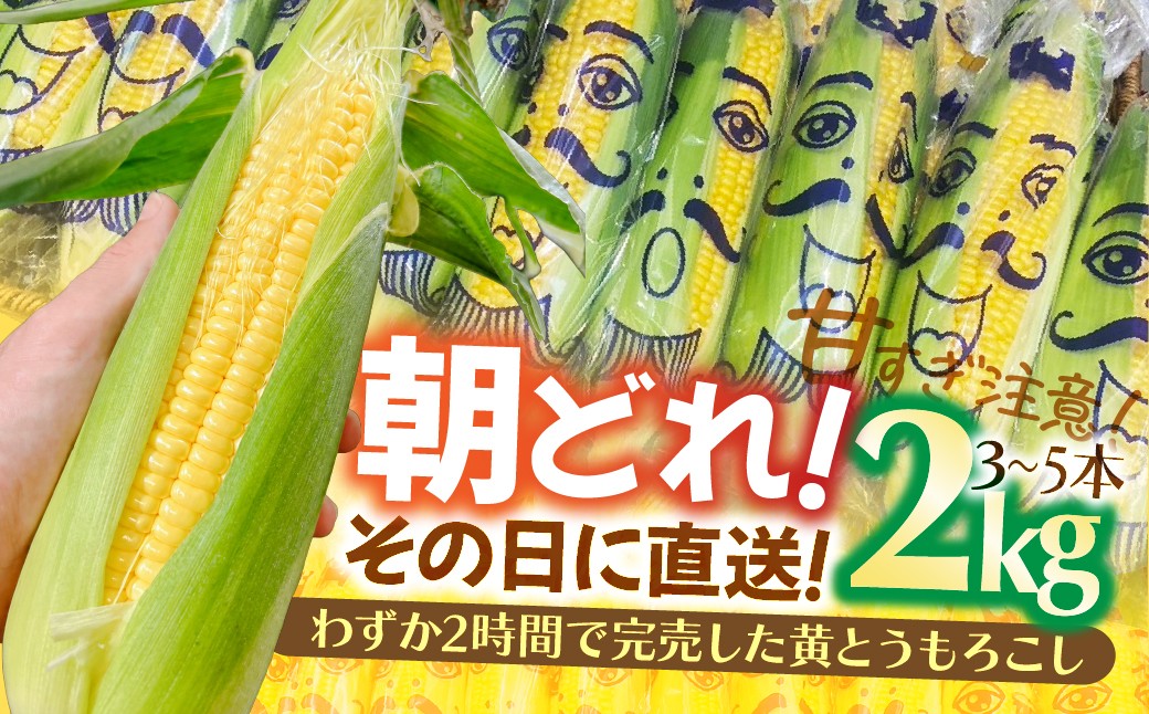 
                  とうもろこし 黄とうもろこし 2kg | とうもろこし トウモロコシ コーン 野菜 やさい ヤサイ 夏野菜 玉蜀黍 朝採れ 朝どれ 新鮮 じゅわっ バーベキュー BBQ 冷製スープ 旬の味覚 所沢とうもろこし 所沢トウモロコシ ところざわ 株式会社corot 埼玉県所沢市
                