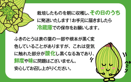 収穫から24時間以内に発送！ほろ苦い春の味わい「ふきのとう」Mサイズ200g（約24個） F21T-350