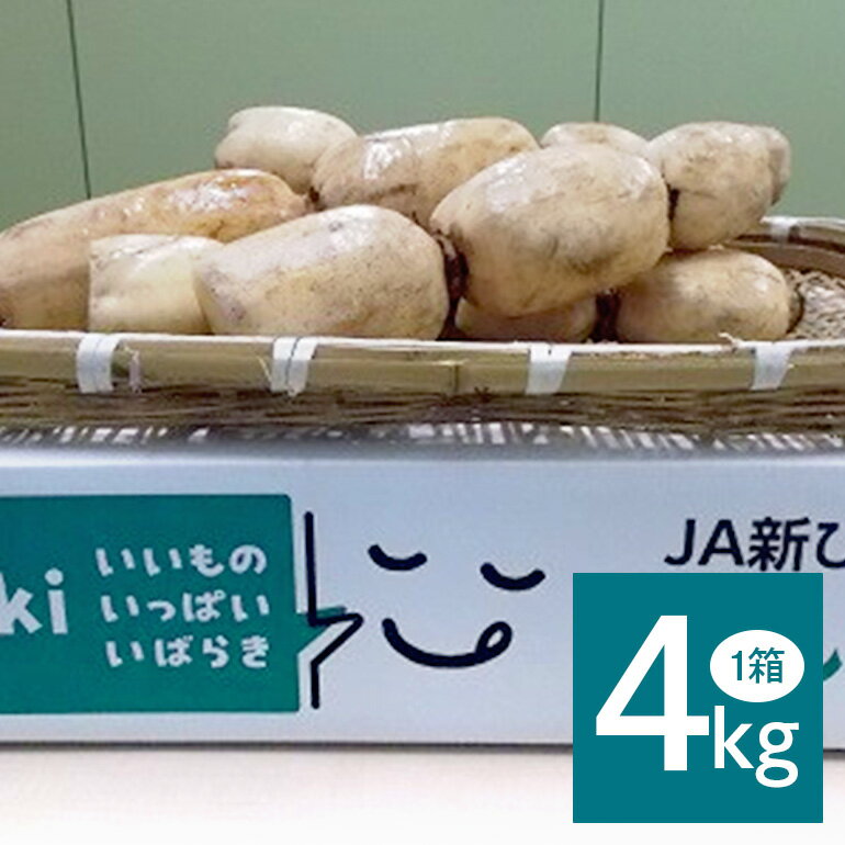 【ふるさと納税】 れんこん 1箱 ( 約 4kg ) 新ひたち野大地のめぐみ 旬の野菜 季節限定 良質 レンコン 蓮根 根菜 野菜 旬 新鮮 農産物 食品 産地直送 農園直送 茨城県 石岡市 (B01-012)