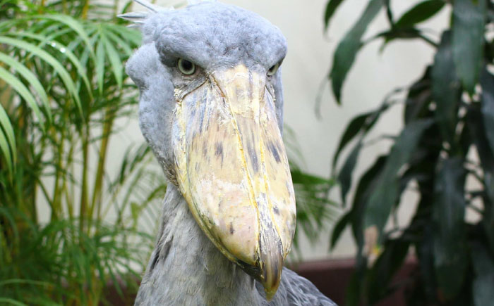 松江フォーゲルパーク入園券(大人2名様分) 島根県松江市/株式会社一畑パーク [ALHY001]