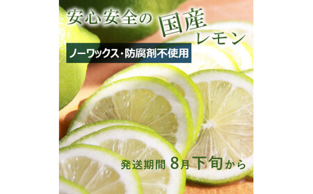 【先行予約】璃の香レモン　約1.5kg　（4?6個）訳ありご家庭用　〈2026年8月下旬?9月下旬頃発送〉  / 果物　柑橘　フルーツ　レモン　高知県土佐市　お取り寄せ 産地直送　おいしい 美味しい　