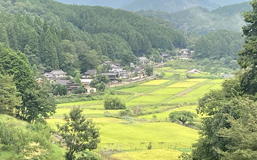【先行予約】令和7年度産新米　京都丹波産　コシヒカリ米（精米）5kg×2   【ふるさと納税 米 新米 精米 コシヒカリ 特別栽培米  京都府 福知山市】 FCDF002