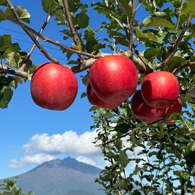 ふるさと納税 弘前市 りんごバター【Nice to Ringo you!!】150g×3個|24_srf-010301 |  | 03