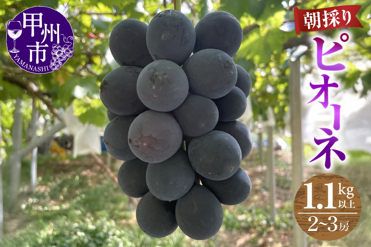 
            【農家直送】ピオーネ 1.2kg以上（2～3房入）【2025年発送】（ABE）B12-901 【ピオーネ ぶどう 葡萄 ブドウ 令和7年発送 期間限定 山梨県産 甲州市 フルーツ 果物】
          