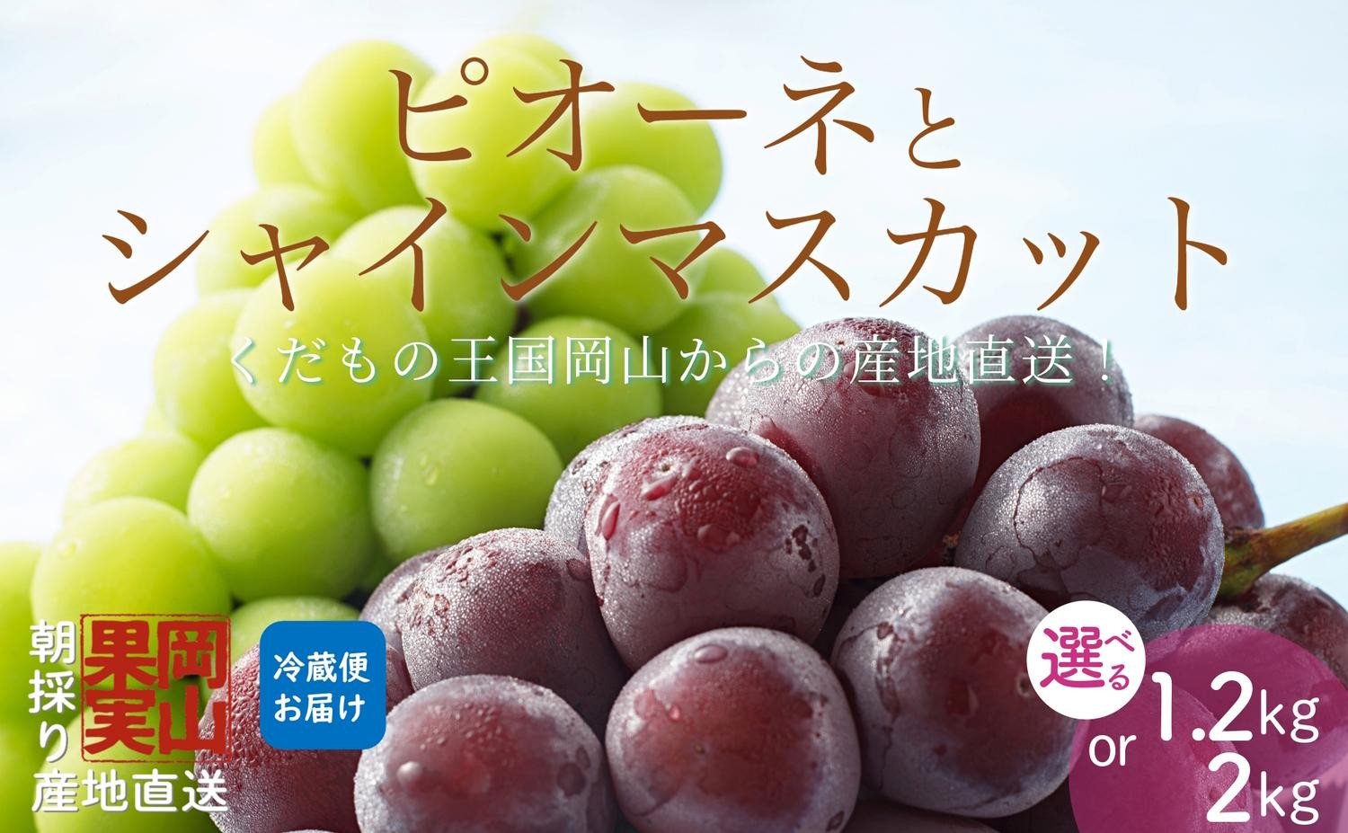 
            ＜選べる容量＞【2025年先行予約】［大原観光果樹園］ピオーネとシャインマスカット（セット） 「ピオーネ1房とシャイン1房（約1.2kg）」or「ピオーネ2房とシャイン2房（約2kg）」
          