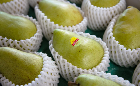 やまがた洋梨 マリゲットマリーラ 5kg【令和8年産先行予約】FS25-142