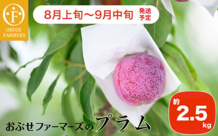 プラム 約2.5kg ［おぶせファーマーズ］数量限定 果物類 フルーツ 長野県産 信州産 クール便 冷蔵便 お取り寄せグルメ 【2026年8月上旬～9月中旬発送】［F-22］