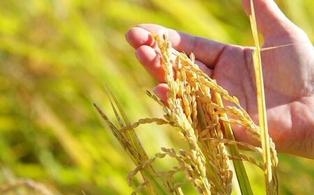 【全5回定期便】令和7年産 特別栽培米「さがびより」精米計16.2kg（2.7kg×1袋×5回） / 佐賀県 / 光吉農産 [41AACV007]