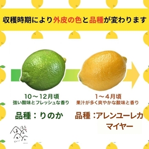 【レモン】訳あり レモン 5kg