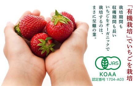 高級 いちご 恋みのり 約800g(200g×4pc)【伊藤農園】  苺 いちご ストロベリー イチゴ オーガニック 有機 有機栽培いちご 恋みのり 熊本県産いちご 高級 フルーツ くだもの [ZBB