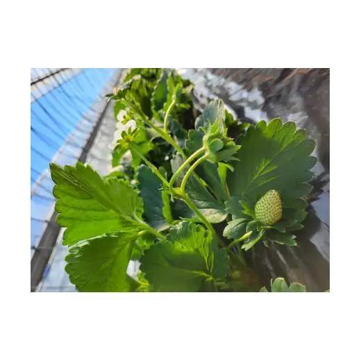 【訳あり/2027年3月より発送】完熟朝摘みとれたての冷凍いちご　とちおとめ　約2kg（500g×4パック）　農家直送の冷凍苺を真空パックでお届け 20260709～