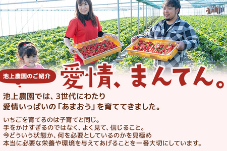 フローズンあまおう2kg(500g×4袋) 冷凍 いちご 苺  BD11