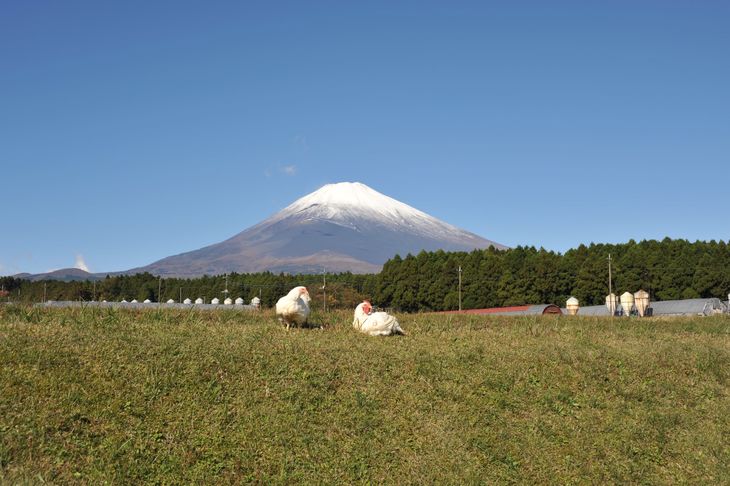 【太陽チキンスモーク】富士山セット【肉　とり肉】◆