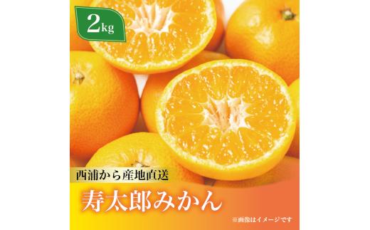 寿太郎 みかん 約2kg 西浦 柑橘 本格 貯蔵 熟成 ( 数量限定 みかん 果物 みかん フルーツ みかん 柑橘 みかん 国産 )