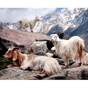 ＜ひざ掛サイズ＞繊維の宝石カシミヤ100%(毛羽部分)毛布　CS-12H　BE