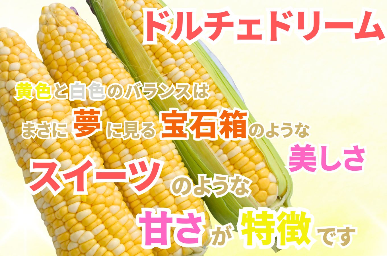 【2025年6月中旬から発送】とうもろこし「ドルチェドリーム」6本入り 1本400g以上 2.5kg箱 株式会社アグリ甲斐（山梨県市川三郷町産）[5839-2214]