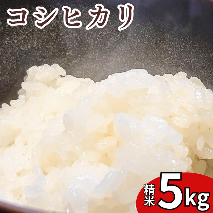 【ふるさと納税】 米 5kg 令和7年産 こしひかり 精米　せいまい 米 こめ コメ 新潟県 産 おすすめ オススメ 石黒浩史