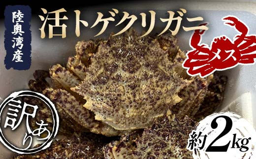 ≪訳あり≫ 陸奥湾産 活トゲクリガニ (メス) 約2kg (10～20杯) 【飛佳丸】 漁師直送 かに カニ 蟹 魚介 青森 青森県 東北 むつ湾 F21J-256