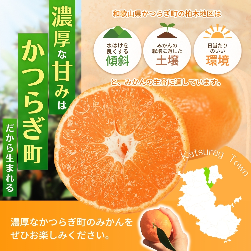 【先行予約】 和歌山県産温州みかん約5kg（約40個～60個）秀品　2025年11月初旬頃から2026年1月中旬頃順次発送予定【kgr032】