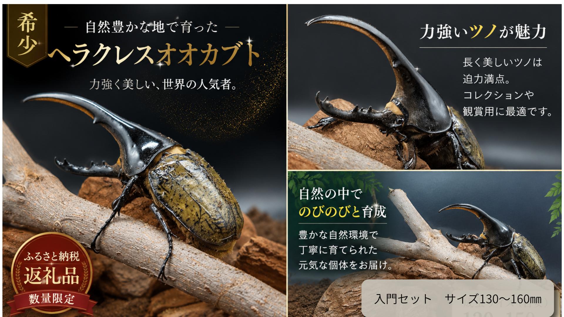 
                  【本格飼育セット】世界最大級ヘラクレスオオカブト 特選モデル130mm~160mm
                