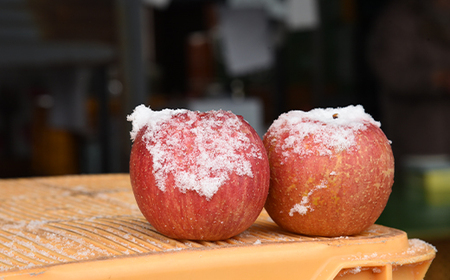 サンふじりんご 3kg (約10～12玉) 山形県産 ギフト箱入り 《先行予約 2024年11月中旬から発送開始》 FSY-0617