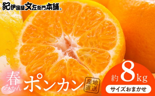 
                  ポンカン [約8kg] 和歌山県有田産 春みかん (果実サイズおまかせ) 春みかん 紀伊国屋文左衛門本舗_V7406
                