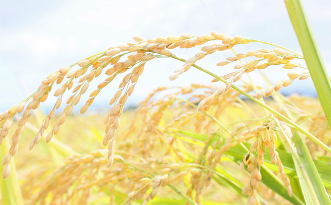 カモ農法コシヒカリ5kg 米 精米 白米 コシヒカリ 5kg こめ コメ お米 おこめ こしひかり カモ農法 農薬不使用 化学肥料不使用 新潟 新潟県 