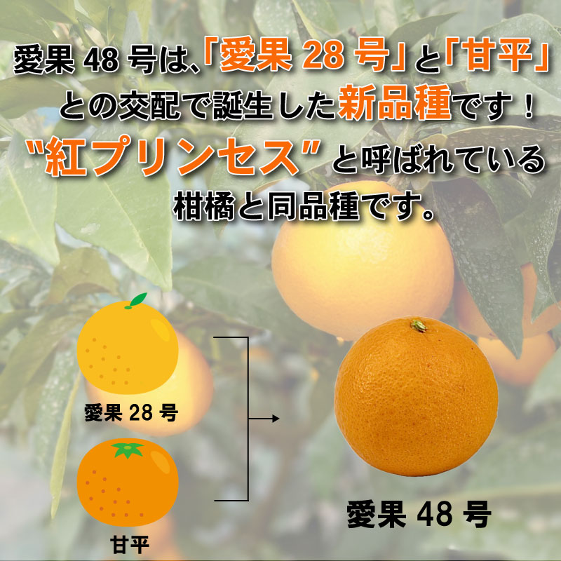 【先行予約】愛果48号 家庭用 お試し1kg(4～5玉)  【2026年3月上旬から発送】 | あいか 新品種 紅まどんな × 甘平 紅プリンセス と同品種 みかん ワケアリ 訳あり B品 柑橘 果物