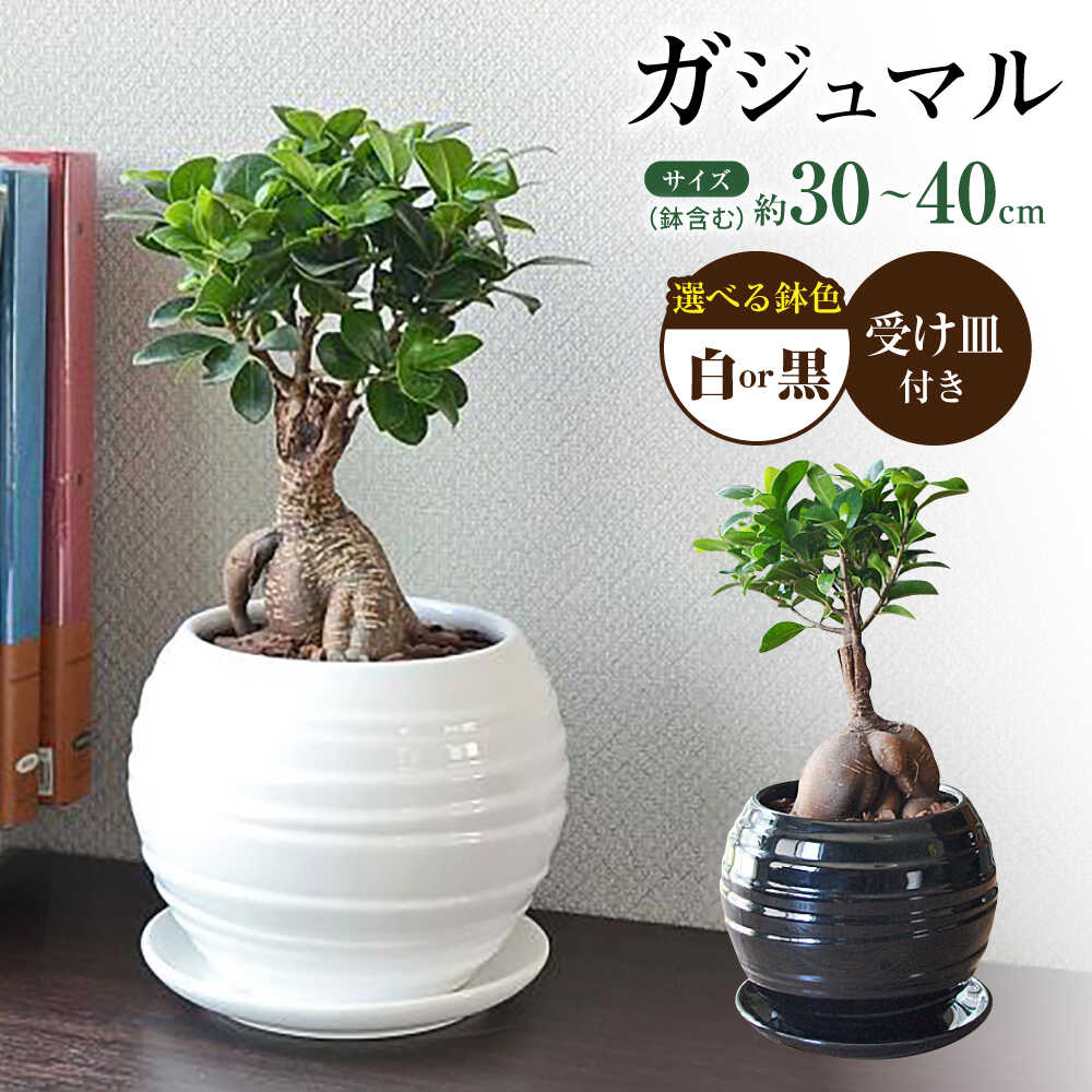 【ふるさと納税】【選べるカラー】観葉植物 ガジュマル 多幸の木 ボール形 陶器 鉢 / ガジュマル 陶器鉢 観葉 植物 インテリア おしゃれ プレゼント / 大村市 /琴花園[ACYK008]