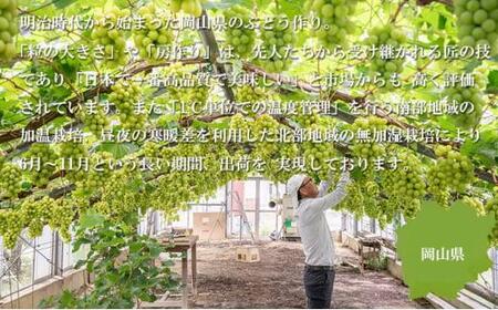 ぶどう 2024年 先行予約 シャイン マスカット 晴王 約500g×2房 ブドウ 葡萄  岡山県産 国産 フルーツ 果物 ギフト[No.5220-1262]