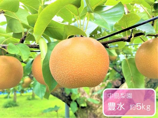 
                  豊水 約5kg / 中島梨園 /梨 なし 果物
                