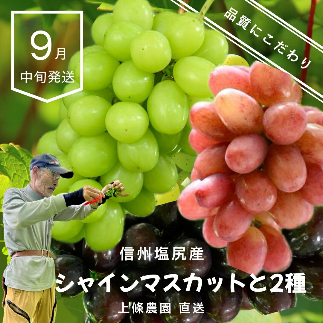 【ふるさと納税】【先行予約】選べるセット！シャインマスカット と ナガノパープル or クイーンルージュ®【9月中旬頃～順次発送予定】| 果物 くだもの フルーツ 葡萄 ぶどう ブドウ マスカット シャインマスカット ナガノパープル クイーンルージュ® 長野県 塩尻市