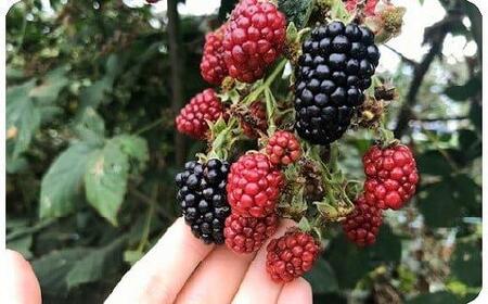 ブラックベリージャム4本セット