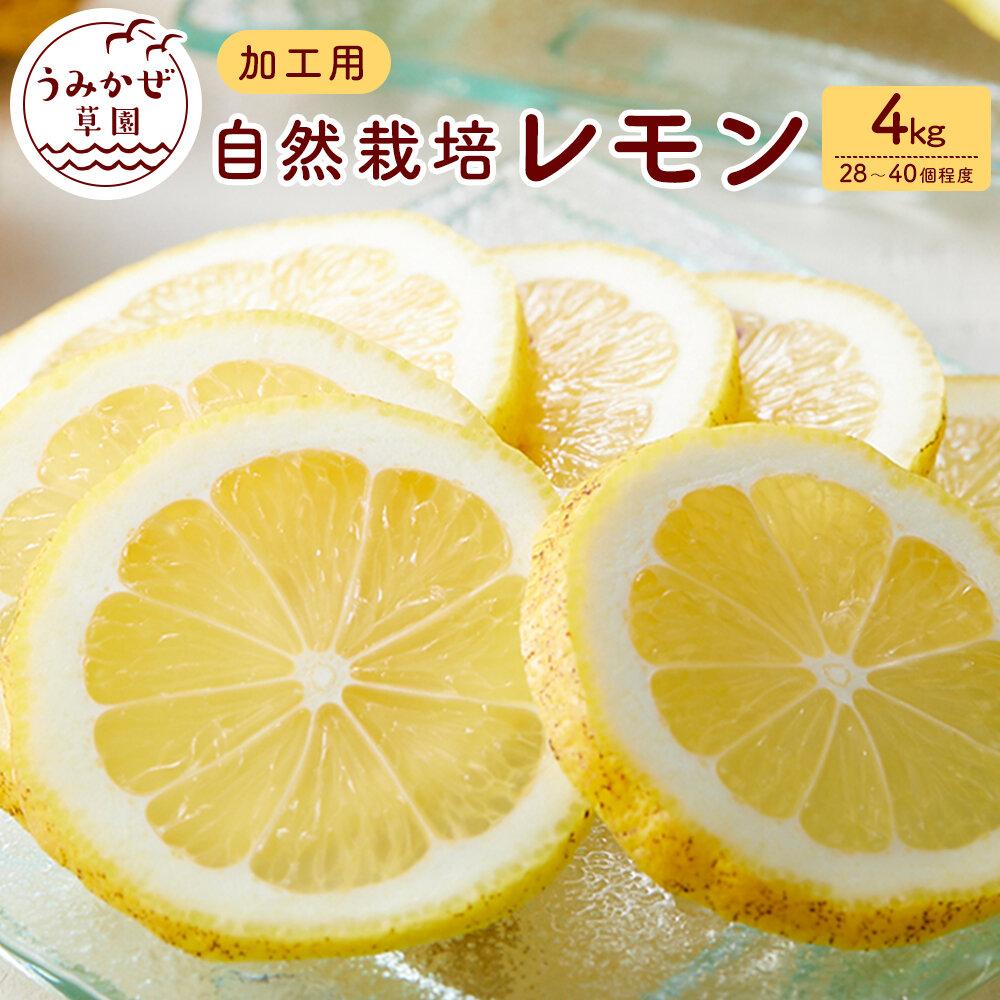 【ふるさと納税】自然栽培　果汁用レモン　4kg(28～40個程度） | 柑橘 果物 フルーツ 国産 送料無料 人気 おすすめ 瀬戸内 広島県 尾道市