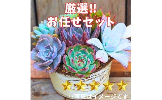 731【厳選株】【農場直送】多肉植物エケベリア ぷっくり充実株!! おまかせ7品種セット※着日指定不可※北海道・沖縄・離島への配送不可 313726_BP001-P